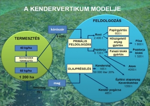 kendervertikum