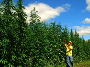 hemp-up